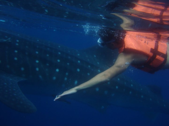 与鲨鱼一起游泳